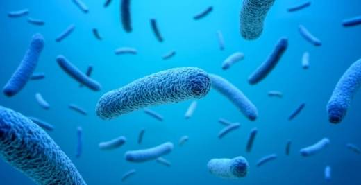 Microbiota intestinal: fundamentos